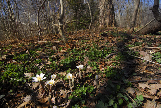 Bloodroot in the Mundy Wildflower Garden in spring