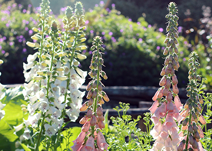 Foxgloves