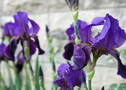 Purple iris' 