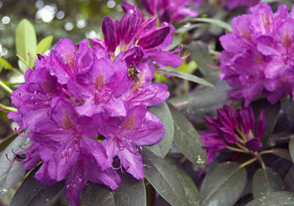 3up_purpureum.elegans