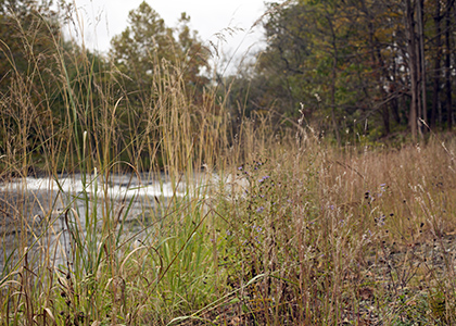 habitat restoration in the mundy wildflower garden