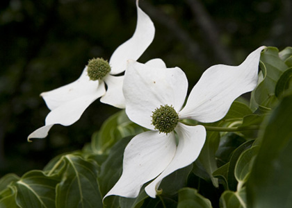 dogwood (cornus florida)