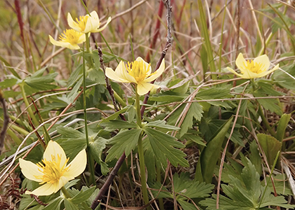 image of Globeflower in a natural area