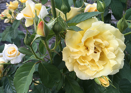 yellow shrub rose
