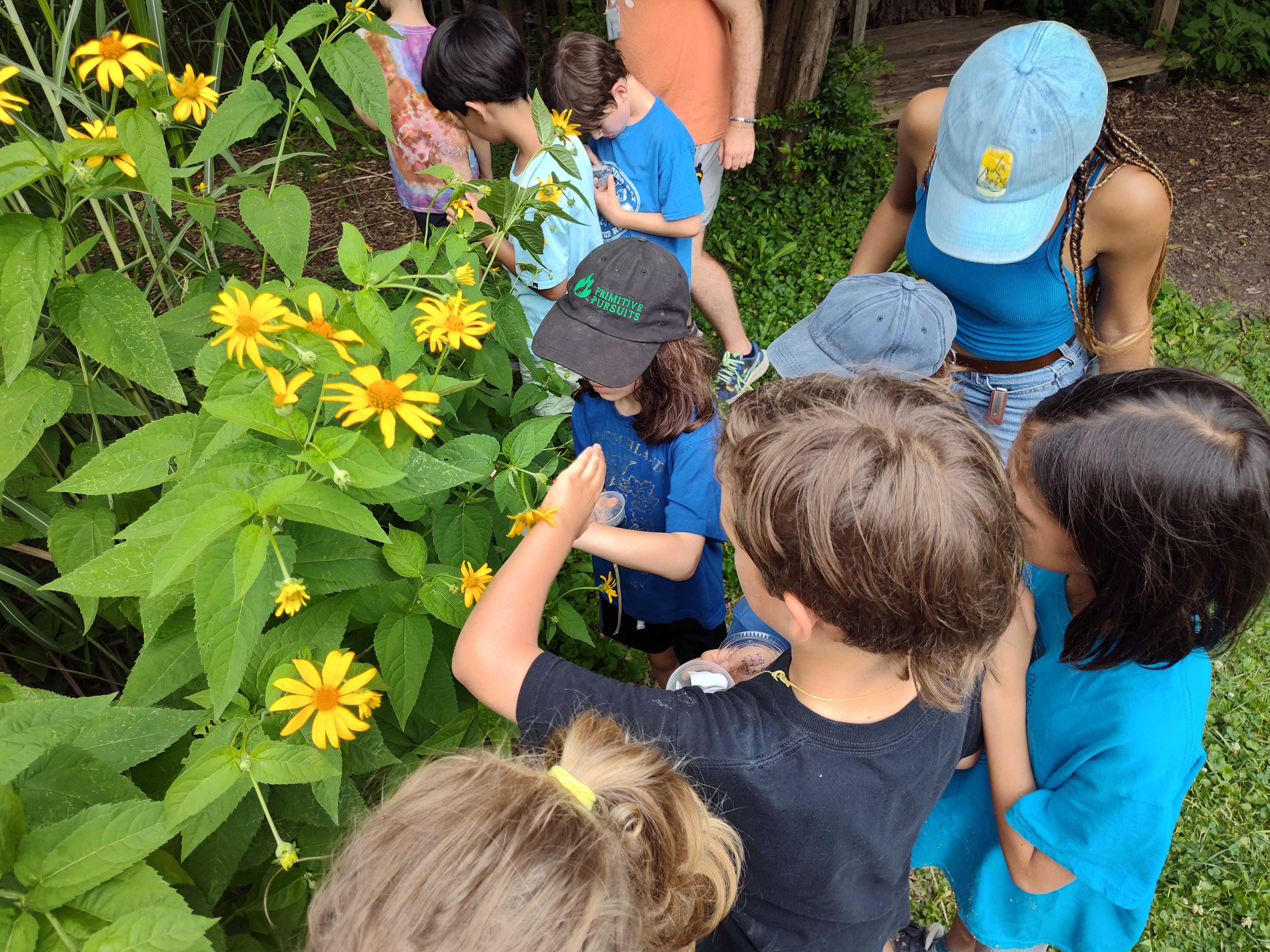 children release ladybugs on flowering plants