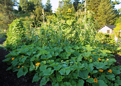 corn, squash, and beans growing in a garden