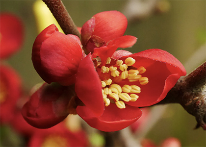 red flower of quince 