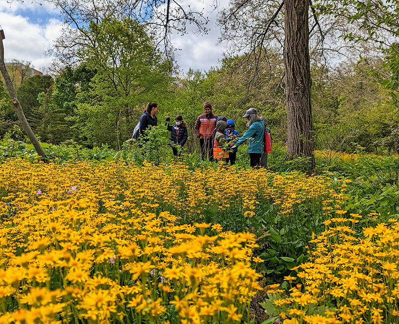 group of students learning about plants in a field of yellow flowers