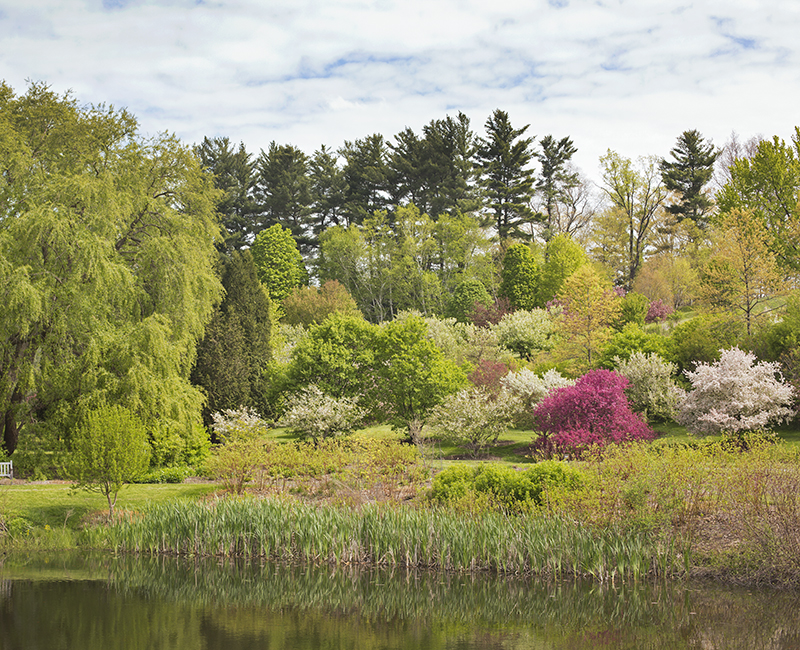 pond with spring blooming trees in background