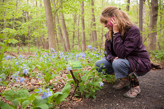 Female with light hair listening to a cell phone while looking at a blue flower in a forest