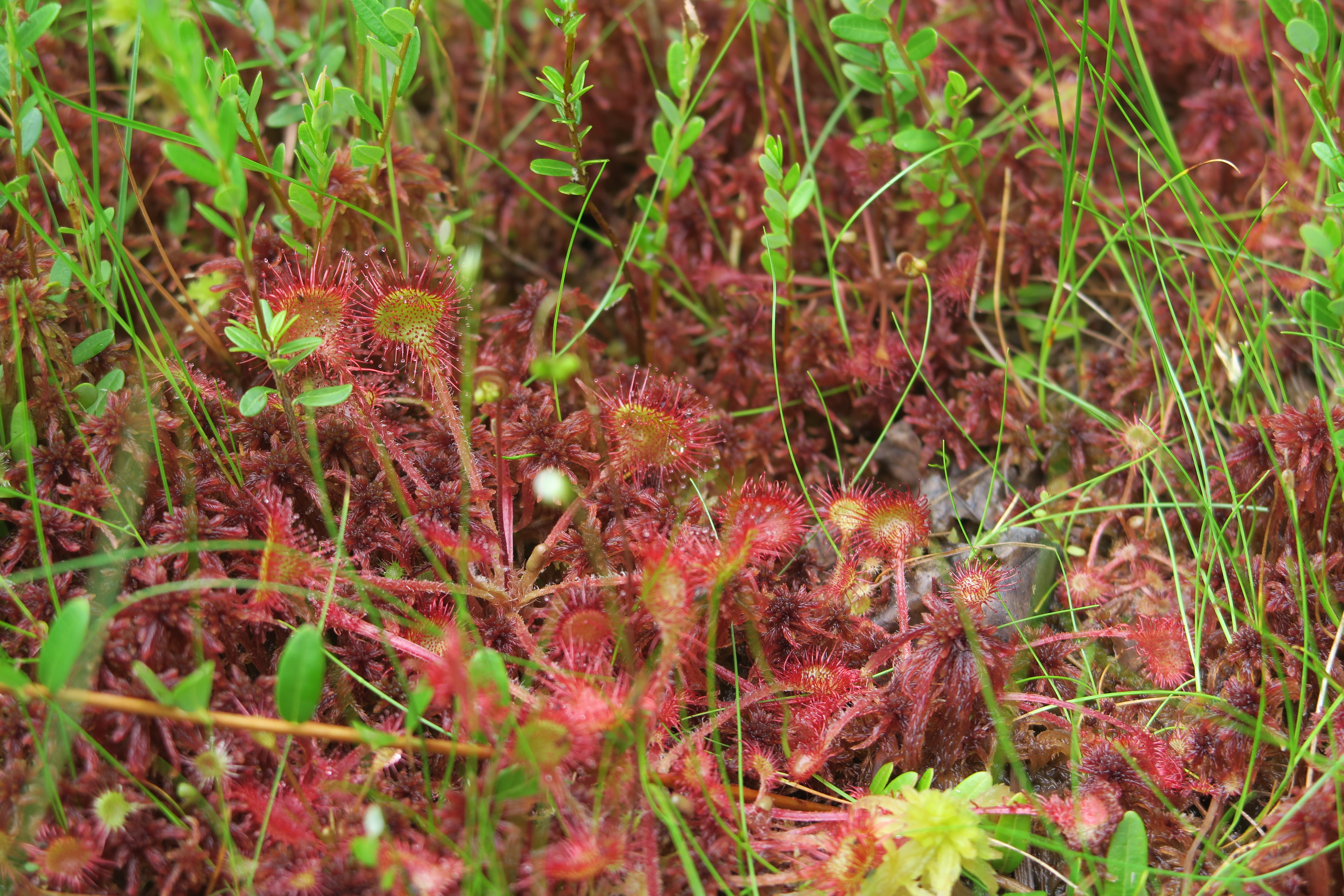 Colorful bog plants