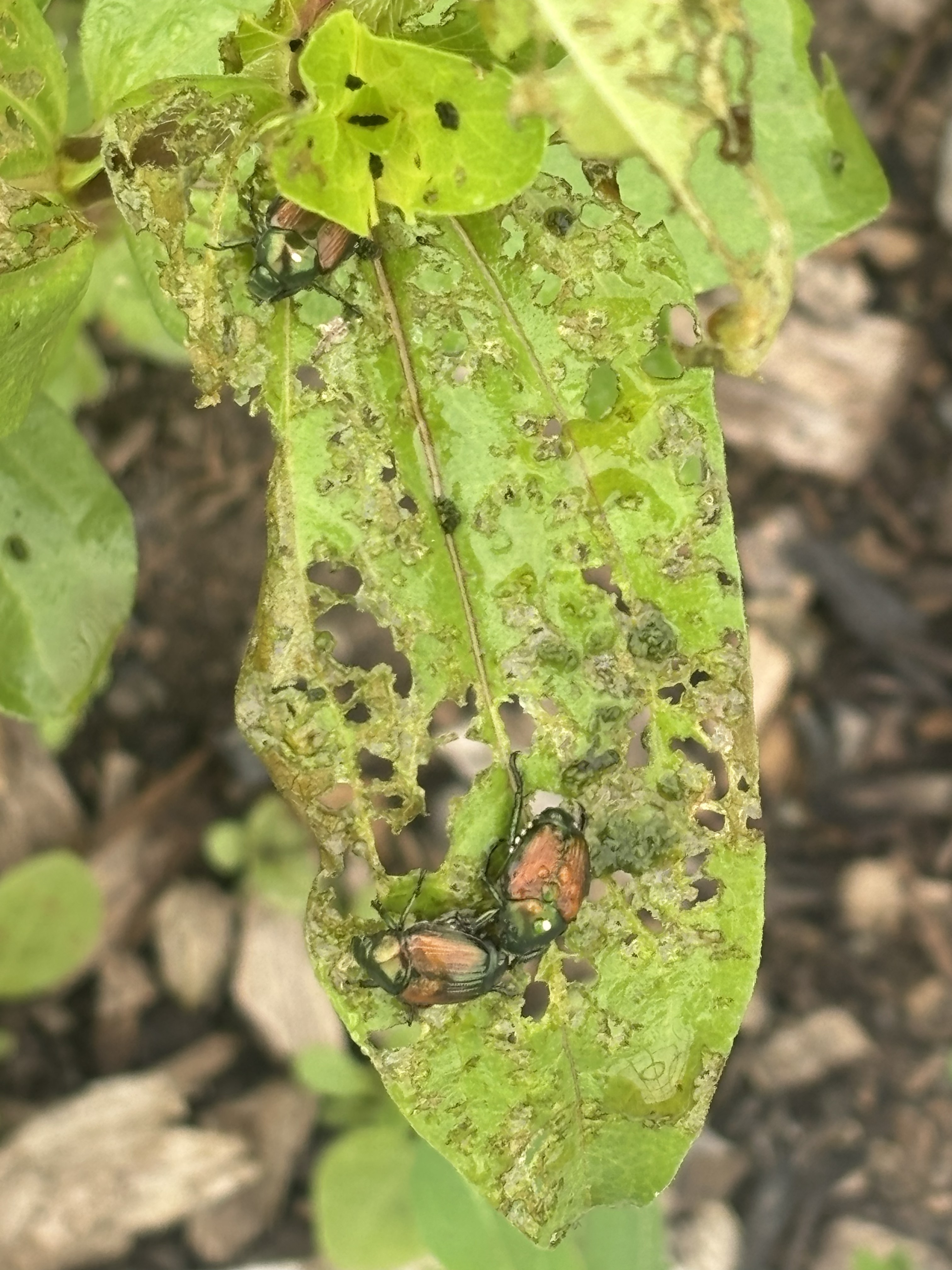 Japanese Beetles on a damaged leaf