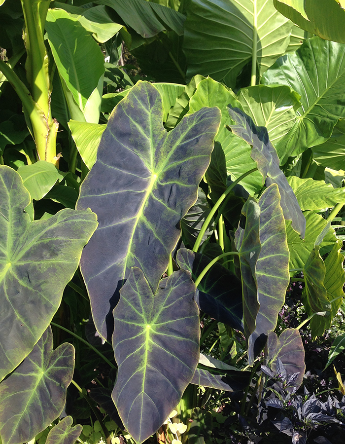 large leaf with green and black coloring