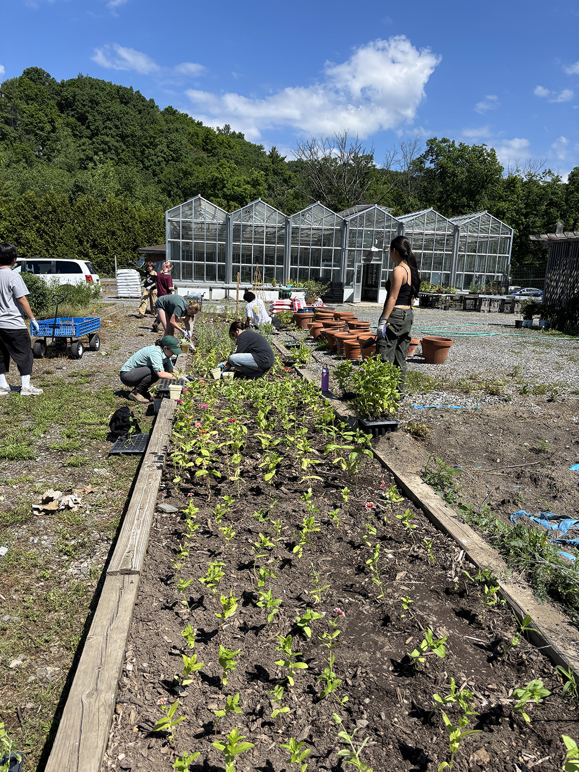 students planting small trees in a row garden