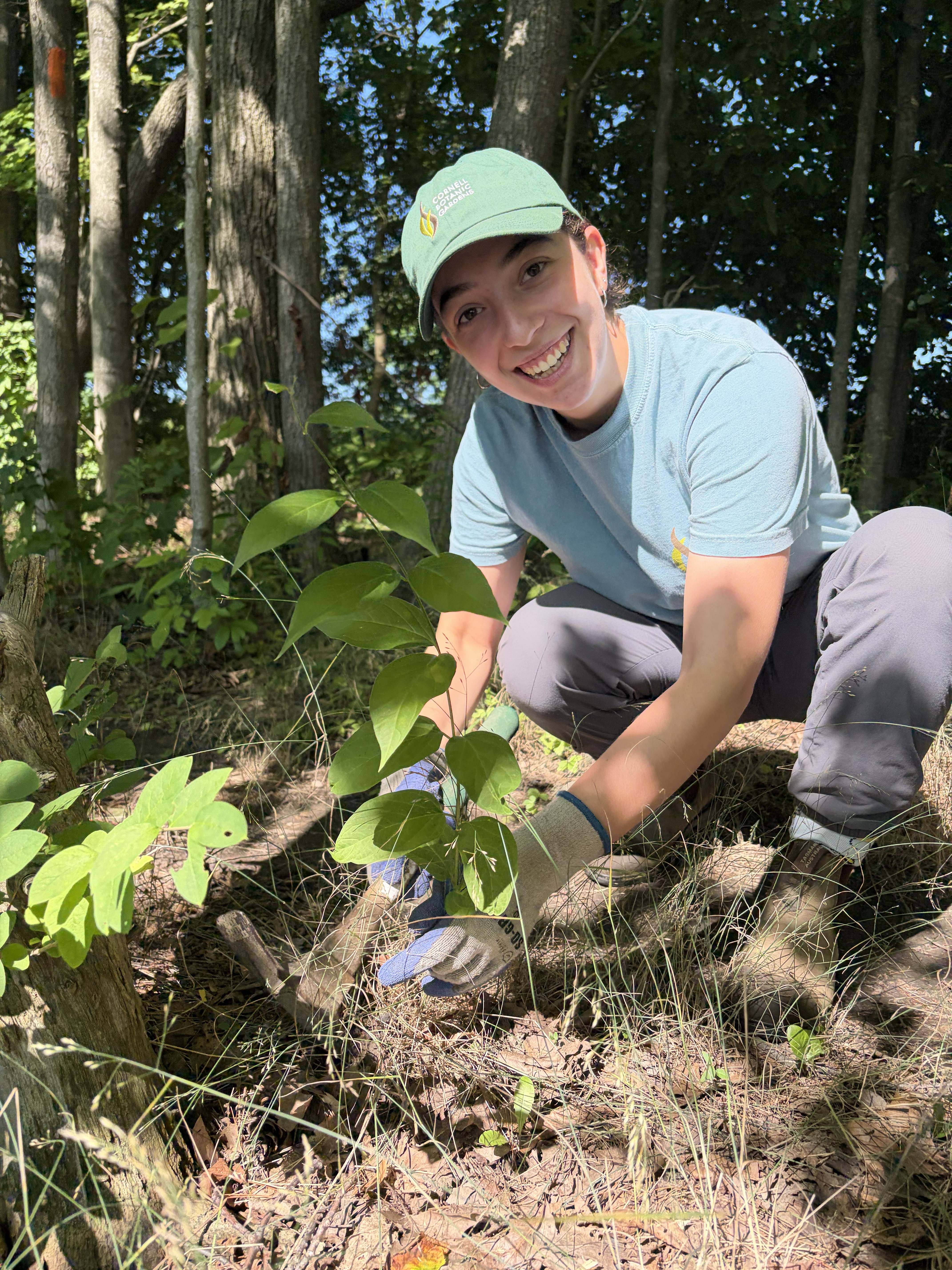 Lila removing pale swallow-wort