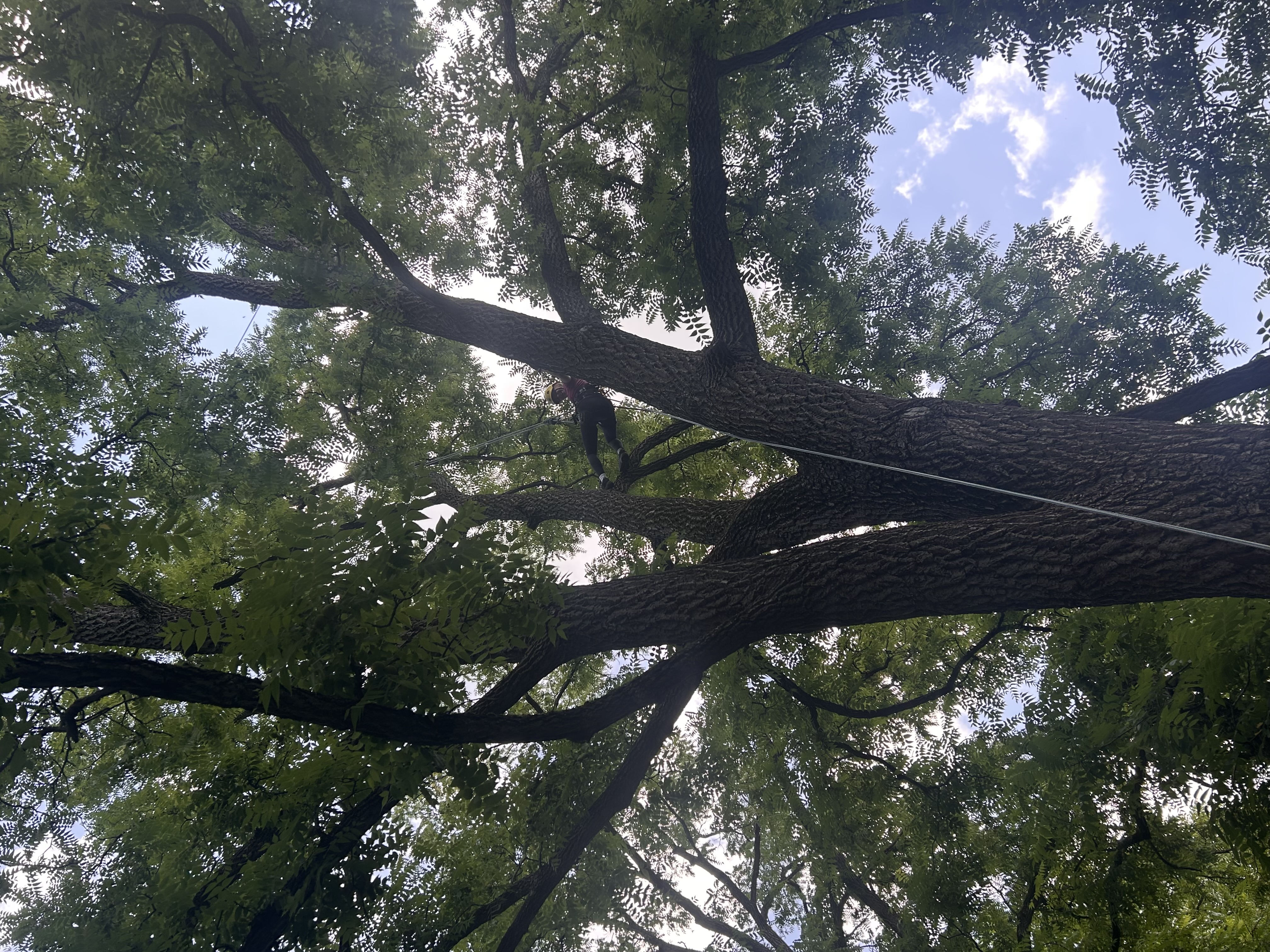 Student in a tree