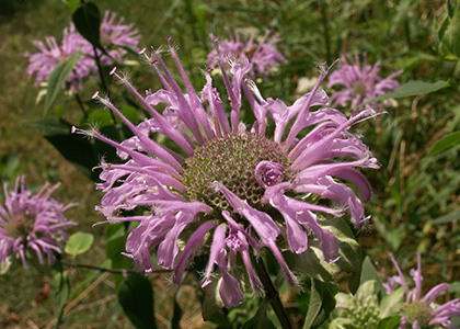 close up of plant with pink flower