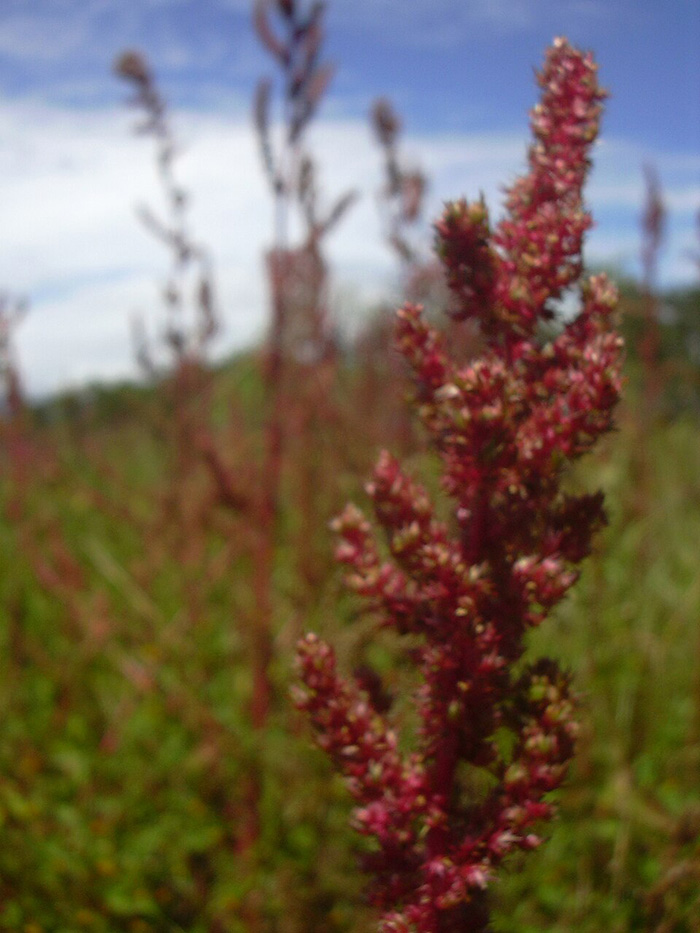 up close of plant growing in a field with dark red stems, leaves, and small florets