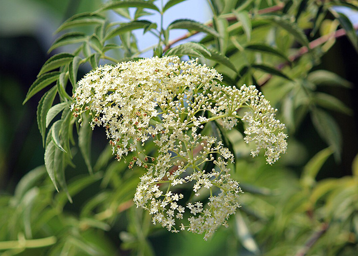 up close of flower on a shrub with groupings of small white flowers