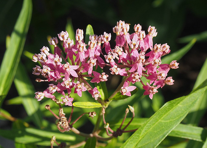 group of pink florets on a stem