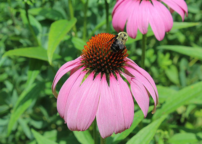 flower with purple rays and brown middle