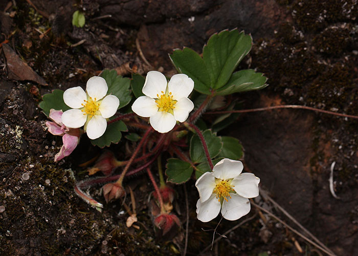 plant with green leaves and flower with white rays and yellow middle