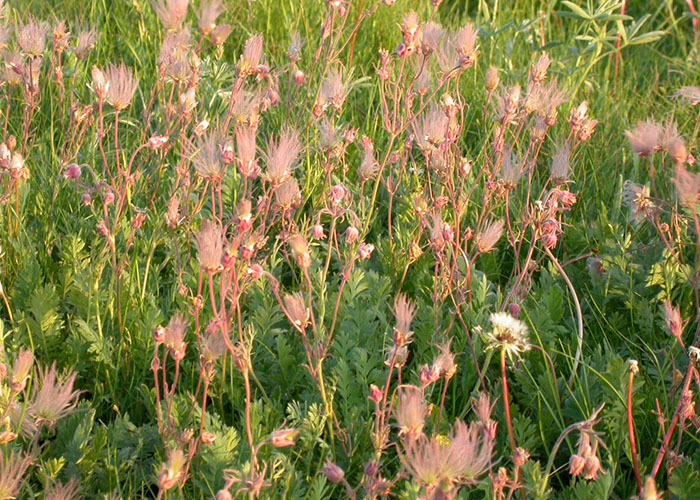 patch of plants with green stems and pink "smoke-like" flowers
