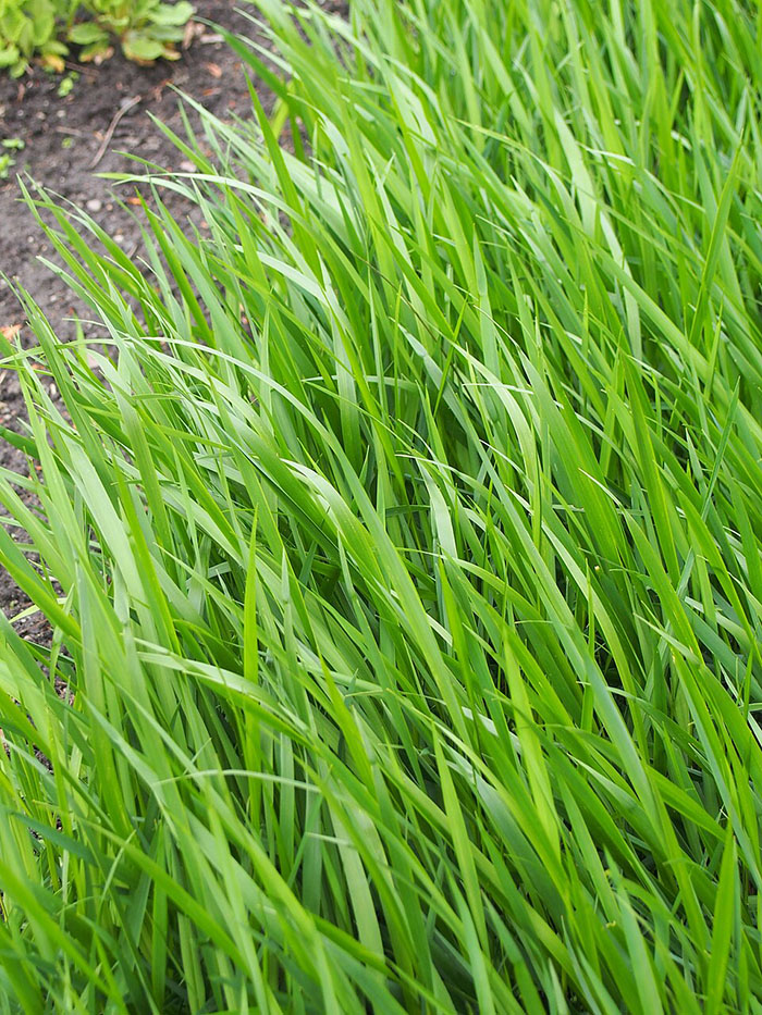 Sweetgrass