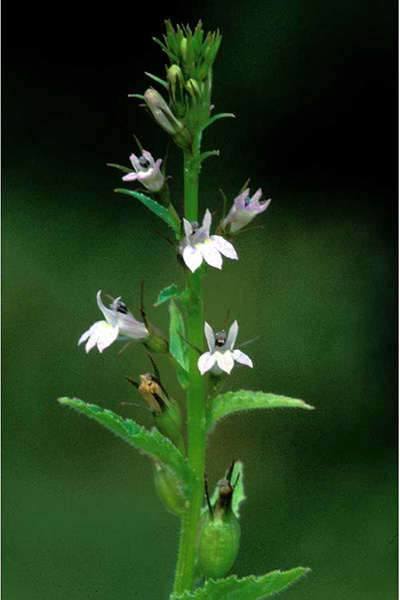 up close image of a plant with a green stem and light purple flowers coming off of the stem