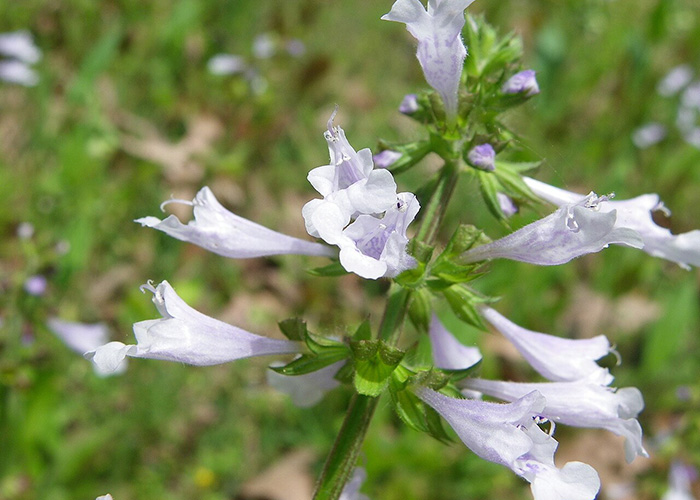 close up of plant with bell-shaped light purple flowers