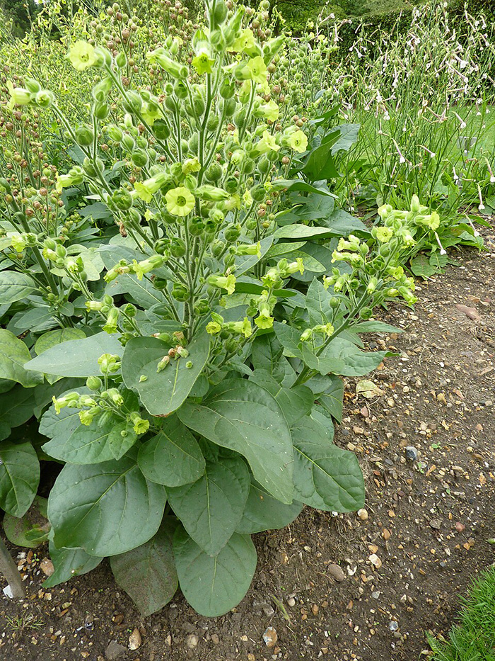 plant with green leaves and yellow flowers