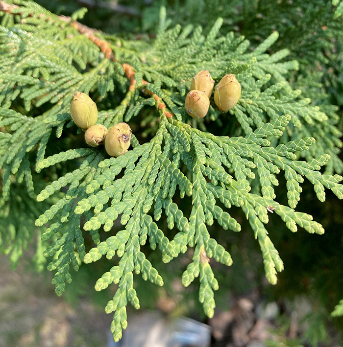 close up of green foliage on a conifer tree with small cones