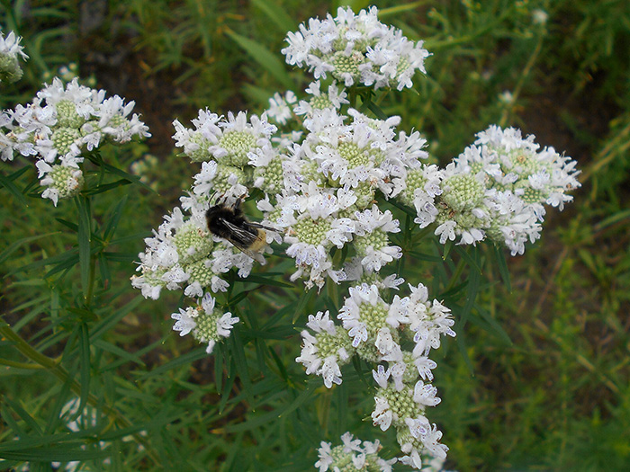group of plants with small white flowers growing in a meadow