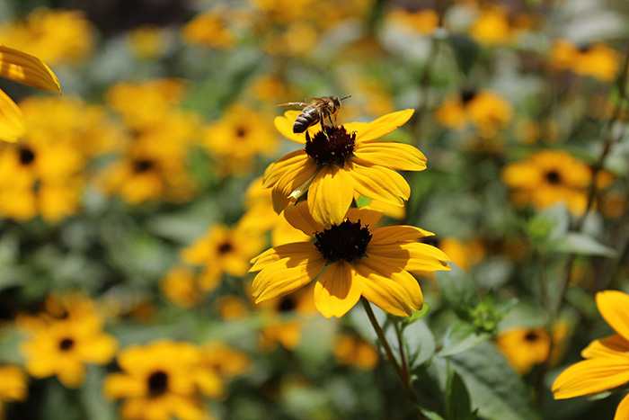 field of plants with yellow and brown flowers shaped like daisies