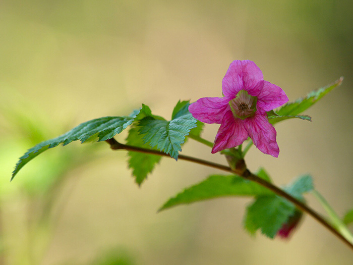 close up of flower on plant with a bright pink flower