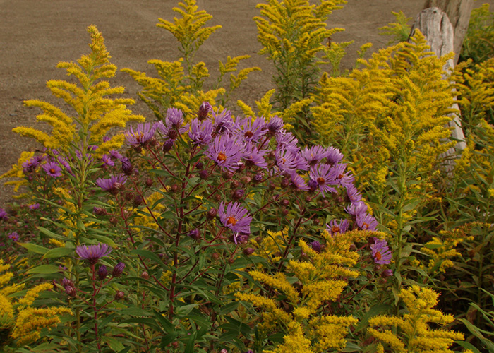 group of plants with purple and yellow daisy-like flowers