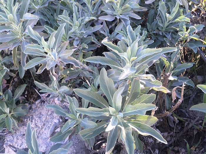group of plants with light green leaves