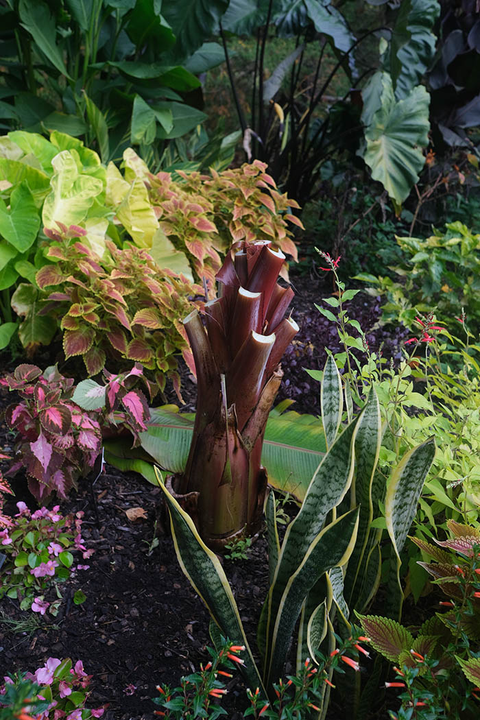large stems of a potted plant with the leaves removed