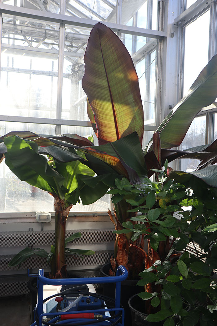large plant in a pot in a greenhouse
