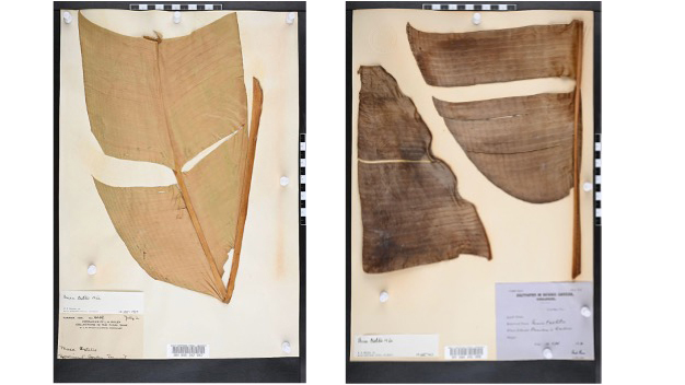 Two dried plant speciments glued to a specimen sheet
