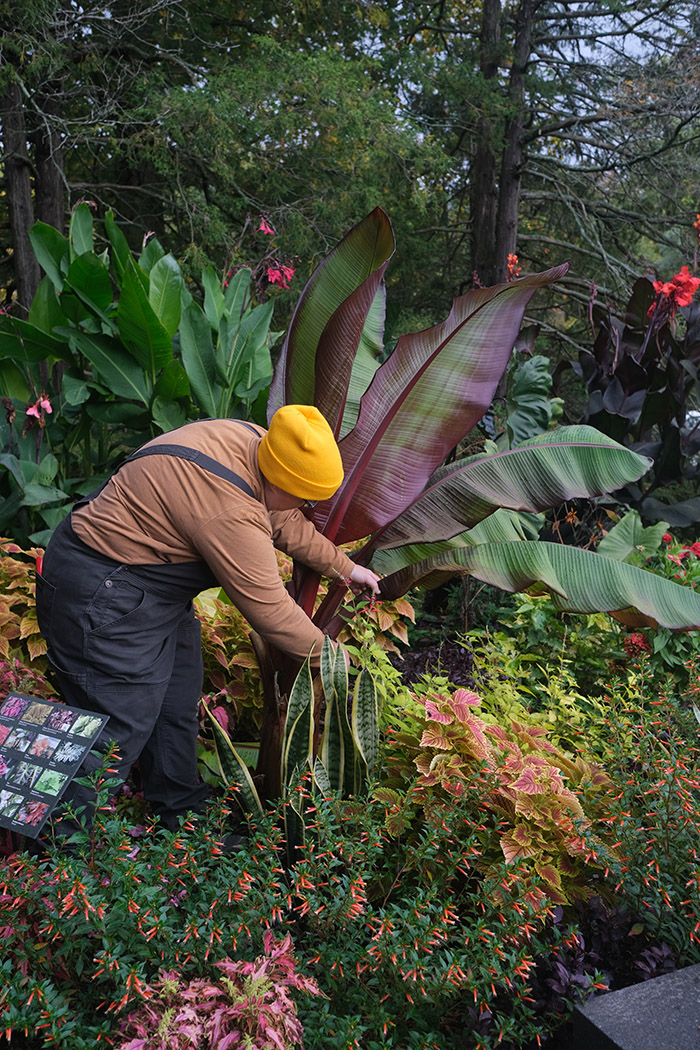 Women it yellow hat cutting down leaves of a large tropical plants
