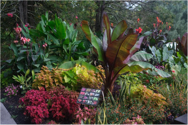 view of garden bed with large tropical plants and colorful flowers