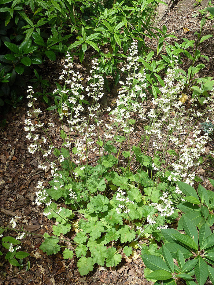 plant with green leaves and long white flowers emerging from them