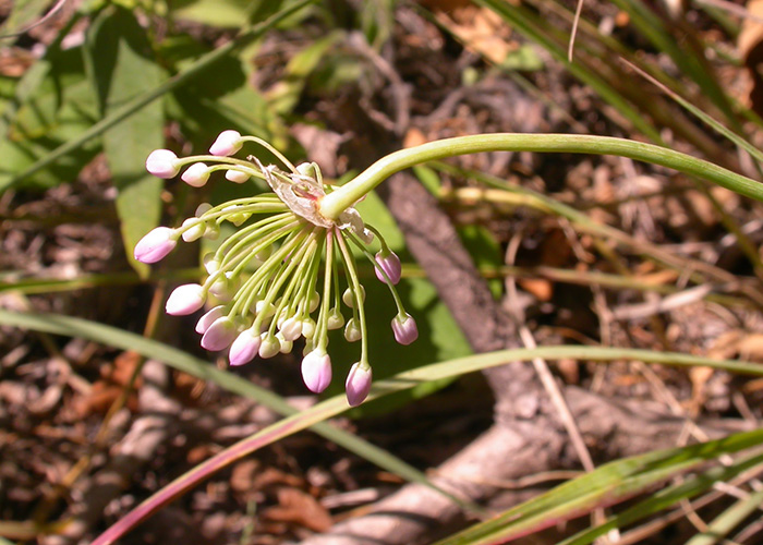 onion floret