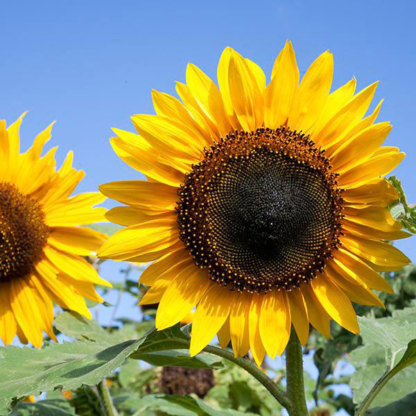 Yellow sunflower