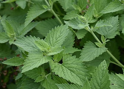 catnip leaves and flower