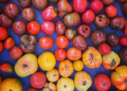 a variety of tomatoes