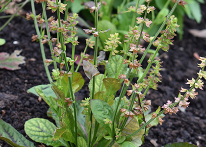 image of whole plant