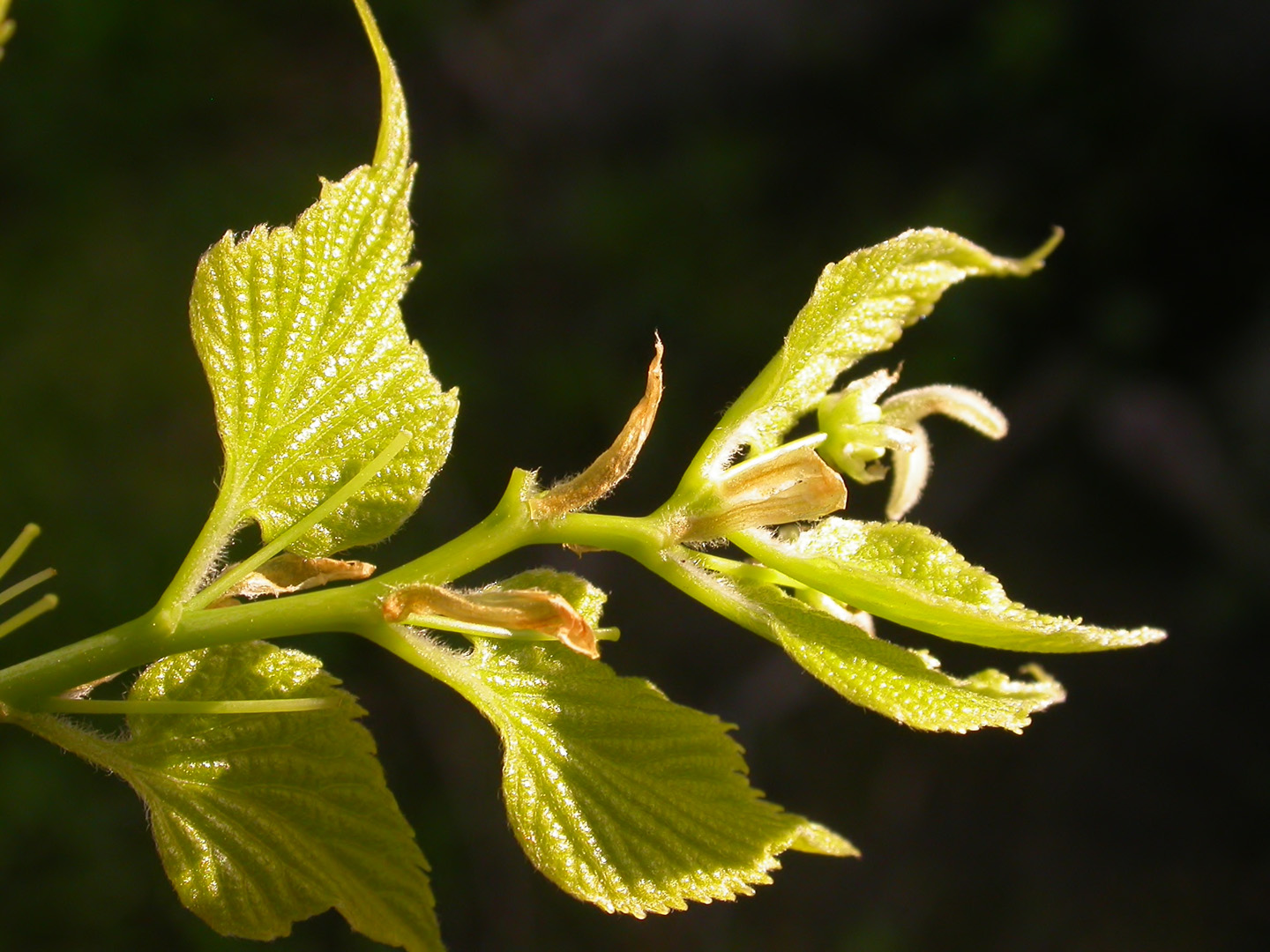 Hackberry | Cornell Botanic Gardens