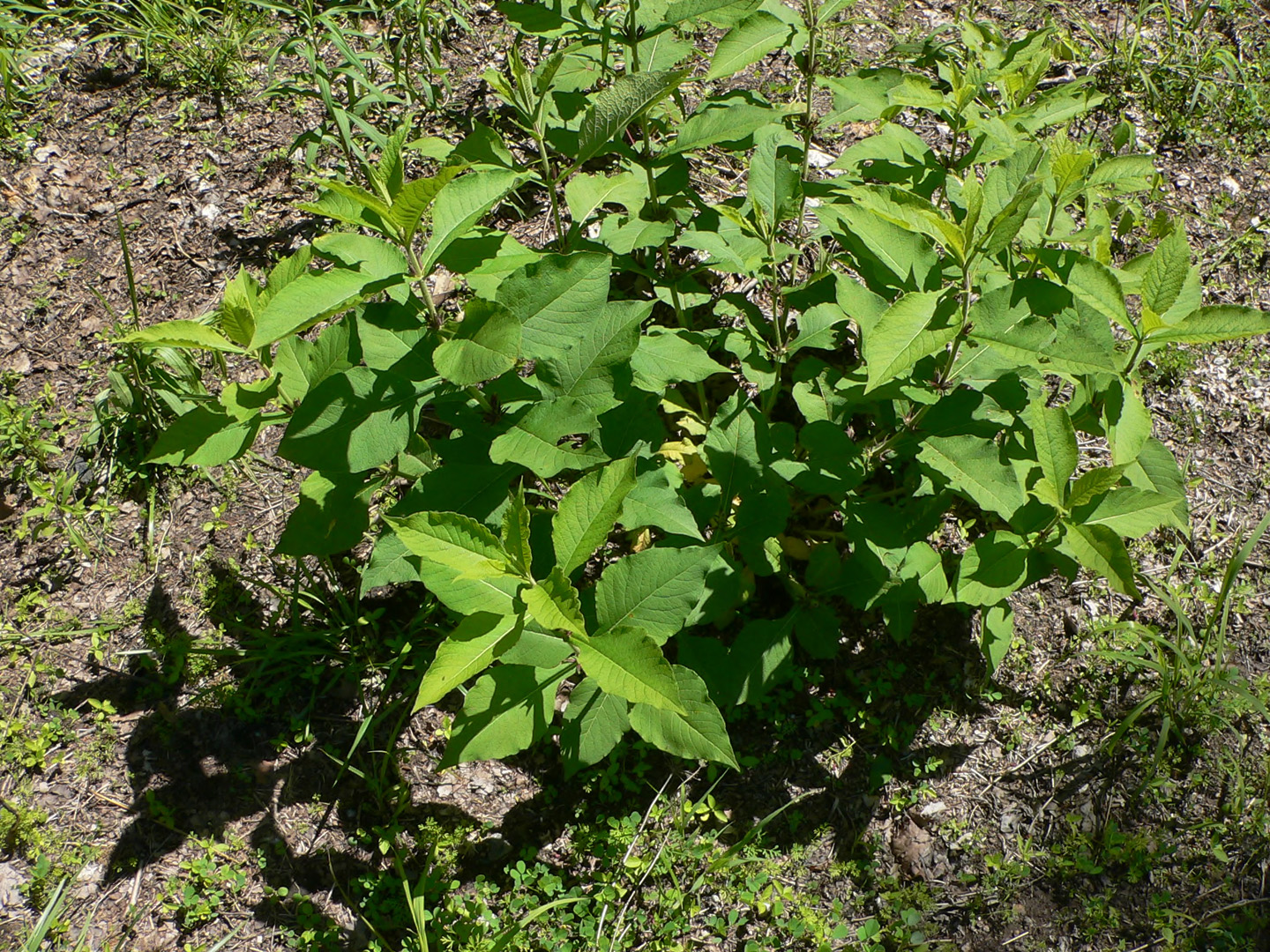 Feverwort Tea Feverwort | Cornell Botanic Gardens
